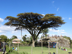 Vachellia abyssinica