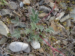 Potentilla pulchella