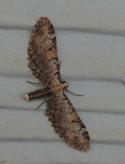 Eupithecia ravocostaliata