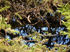 Vachellia abyssinica