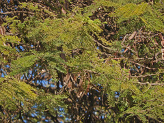 Vachellia abyssinica
