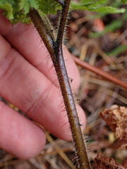 Hypolepis rufobarbata