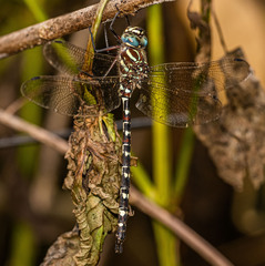 Austroaeschna unicornis