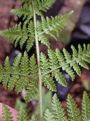 Hypolepis rufobarbata