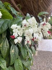 Clerodendrum thomsoniae