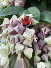 Clerodendrum thomsoniae