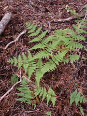 Hypolepis rufobarbata