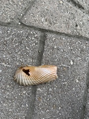 Cyrtopleura costata