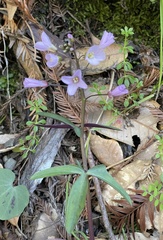 Cardamine californica
