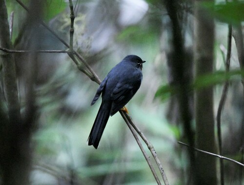 Rufous-throated Solitaire (Myadestes genibarbis), photo 10
