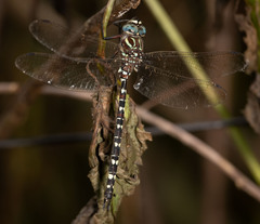 Austroaeschna unicornis