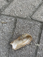 Cyrtopleura costata