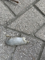 Cyrtopleura costata