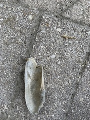 Cyrtopleura costata