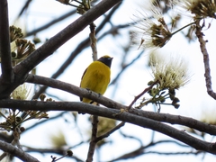 Euphonia affinis