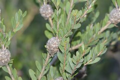 Melaleuca nesophila