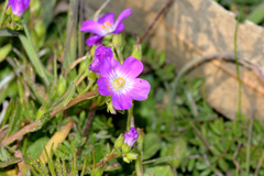 Calandrinia menziesii