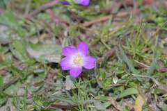Calandrinia menziesii