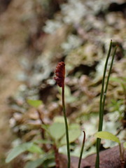 Schizaea australis