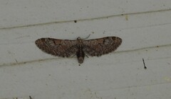 Eupithecia nevadata