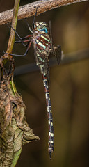 Austroaeschna unicornis