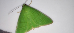 Eulepidotis viridissima