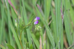 Calandrinia menziesii