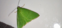 Eulepidotis viridissima