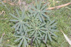 Lupinus arboreus