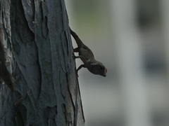 Anolis distichus