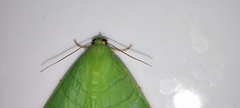 Eulepidotis viridissima