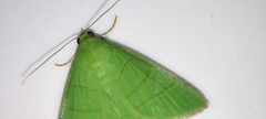 Eulepidotis viridissima