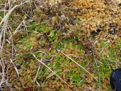 Coprosma perpusilla subantarctica