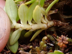 Coprosma perpusilla subantarctica