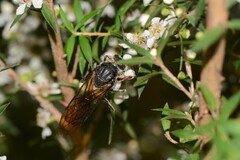 Zaspilothynnus seductor