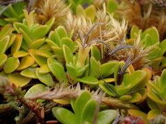 Coprosma perpusilla subantarctica