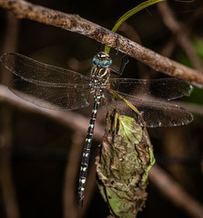 Austroaeschna unicornis