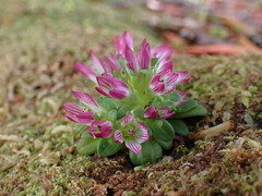 Gentianella cerina