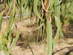 Eucalyptus goniocalyx