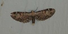Eupithecia ravocostaliata