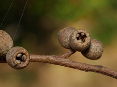 Eucalyptus goniocalyx