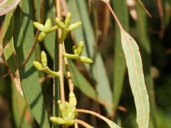 Eucalyptus goniocalyx