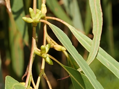 Eucalyptus goniocalyx