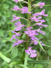 Platanthera psycodes