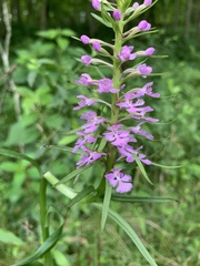 Platanthera psycodes