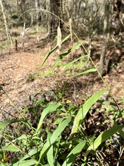 Chasmanthium latifolium