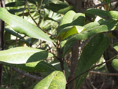 Magnolia grandiflora