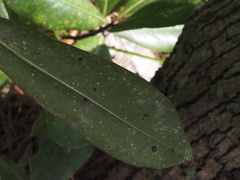 Magnolia grandiflora
