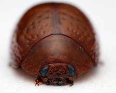 Dicranosterna semipunctata