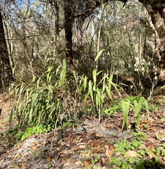 Chasmanthium latifolium